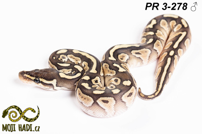 hadi na prodej, mládě, český chov hadů, odchov hadů, mojihadi.cz, Python regius, ballpython, krajta královská,  Lesser, het. Clown